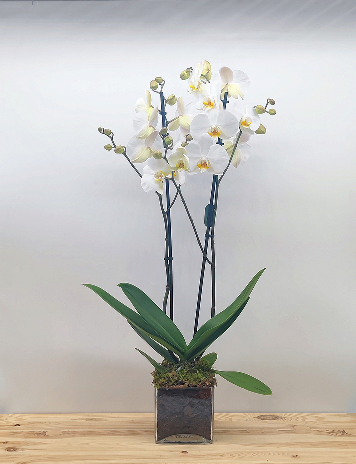 Orquídea en cristal