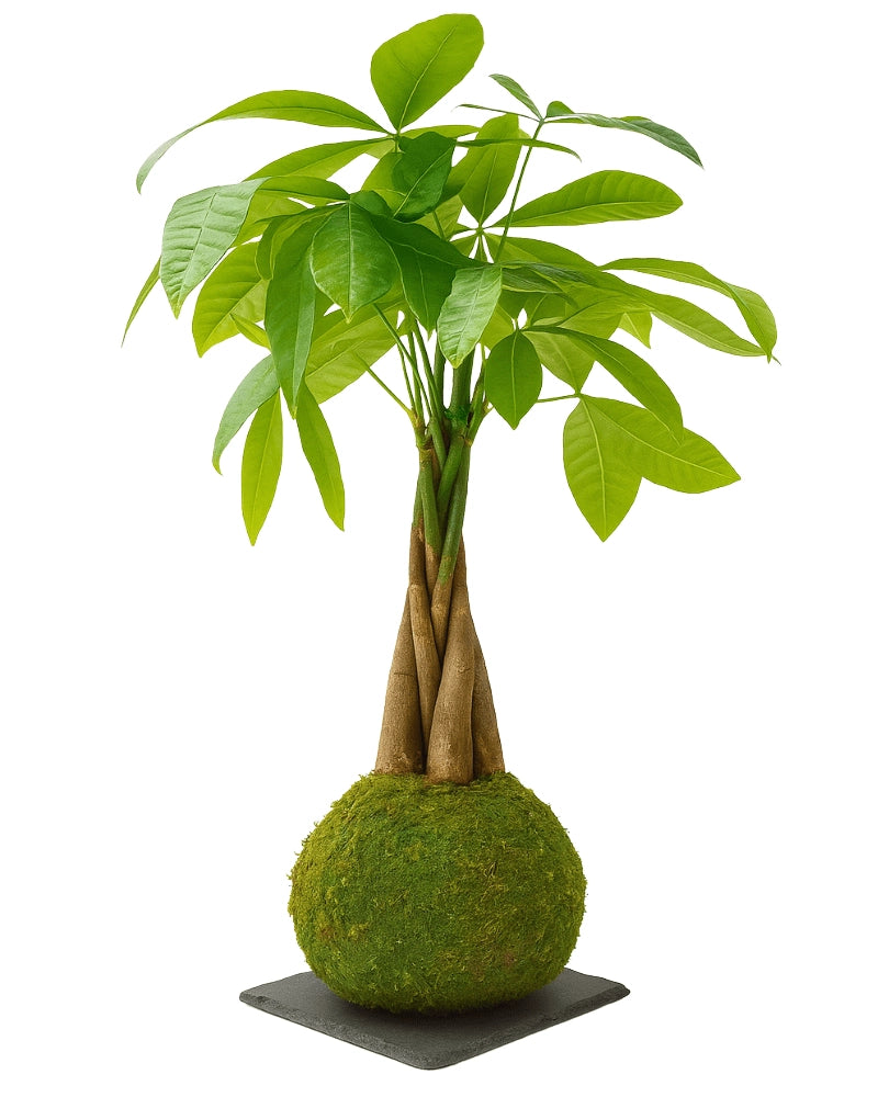 Pachira Trenzada Kokedama