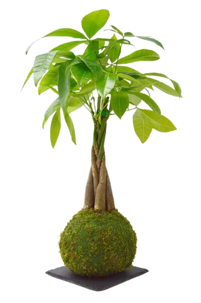 Pachira trenzada en Kokedama
