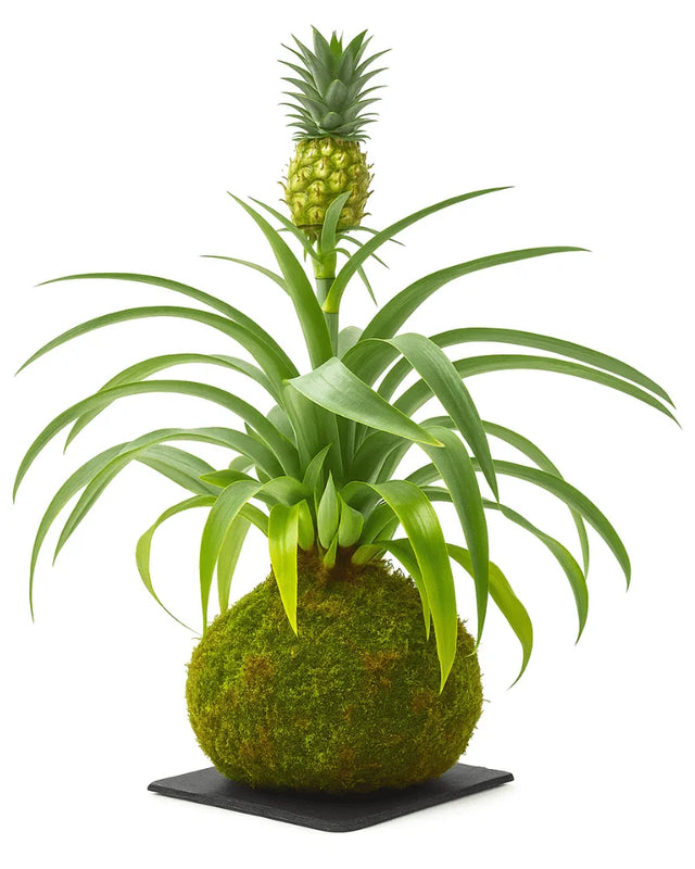 Piña Kokedama