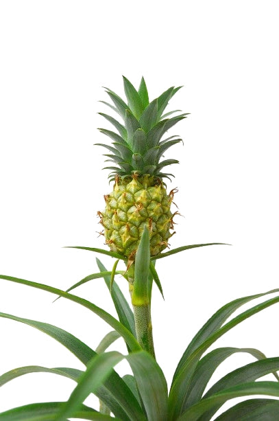 Piña Kokedama