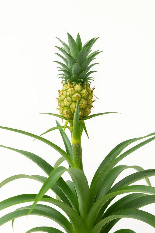 piña kokedama de cerca