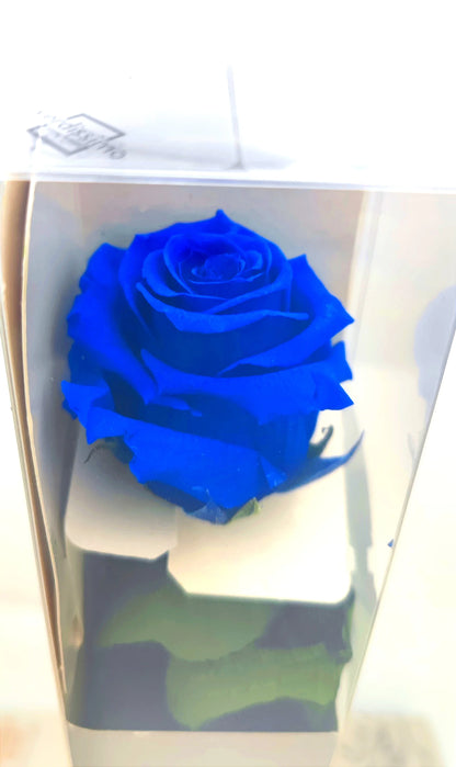 Rosa Eterna Azul