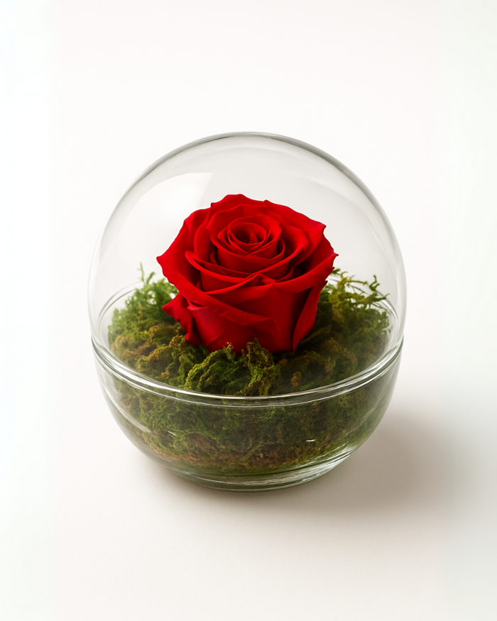 Rosa eterna roja en cúpula de cristal Rose Bubble de 12x12 cm, preservada mediante liofilización, ideal como regalo duradero y decorativo