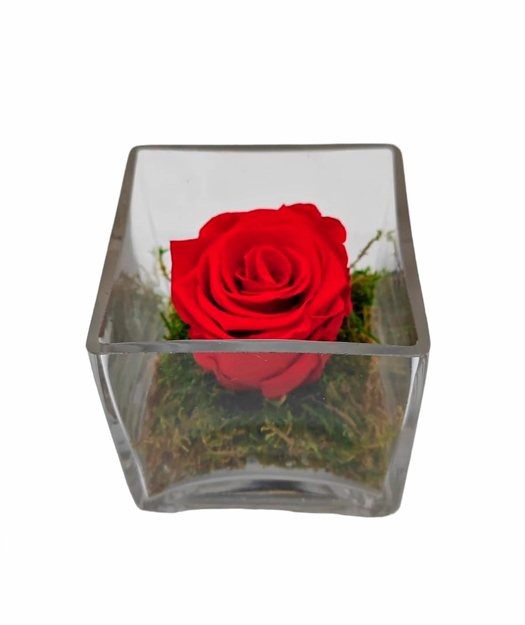 Rosa eterna o Rosa liofilizada roja en cubo de cristal Madrid