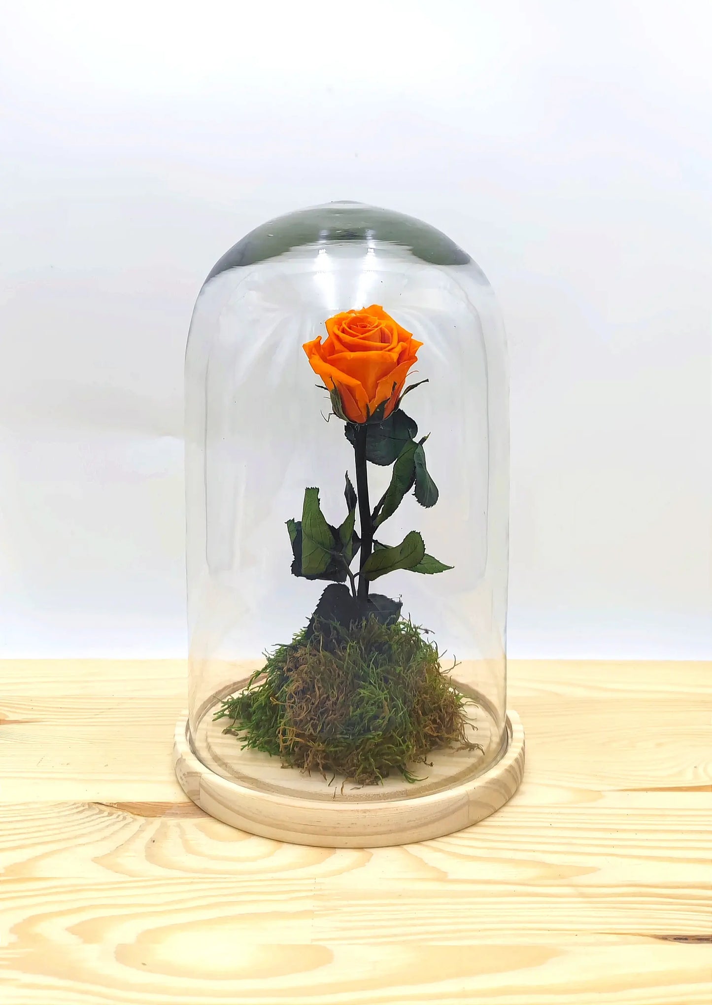 Rosa naranja eterna en cúpula de cristal de 27 cm de altura