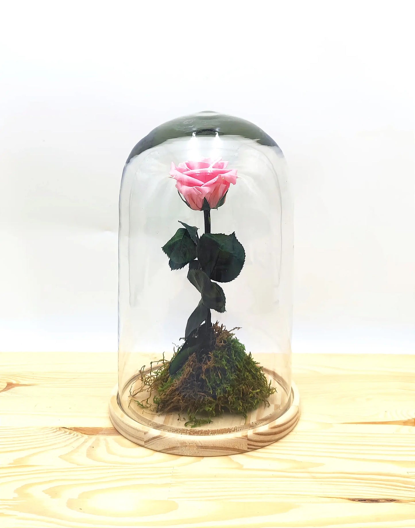 Rosa rosa eterna en cúpula de cristal de 27 cm de altura