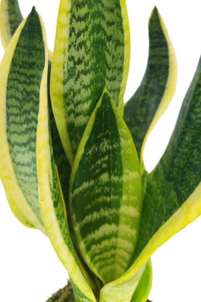 Hojas Sansevieria Kokedama
