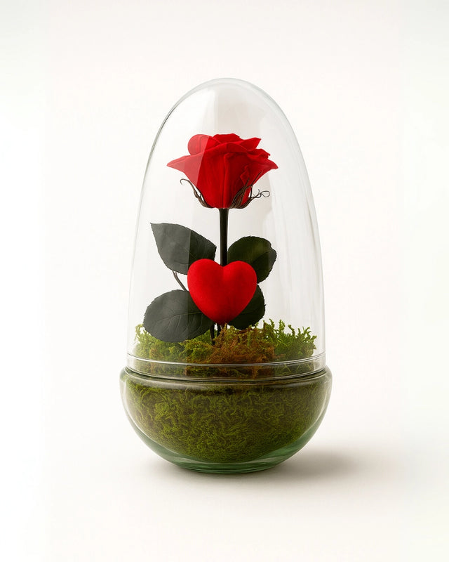 Rosa eterna roja en urna de cristal con base de musgo preservado – 26x12 cm – sin necesidad de cuidados – regalo duradero en Madrid