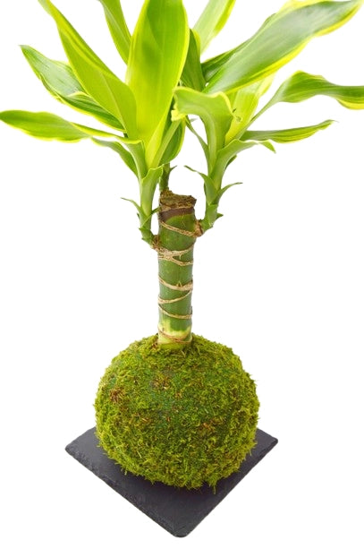 Tronco de Brasil Kokedama Madrid
