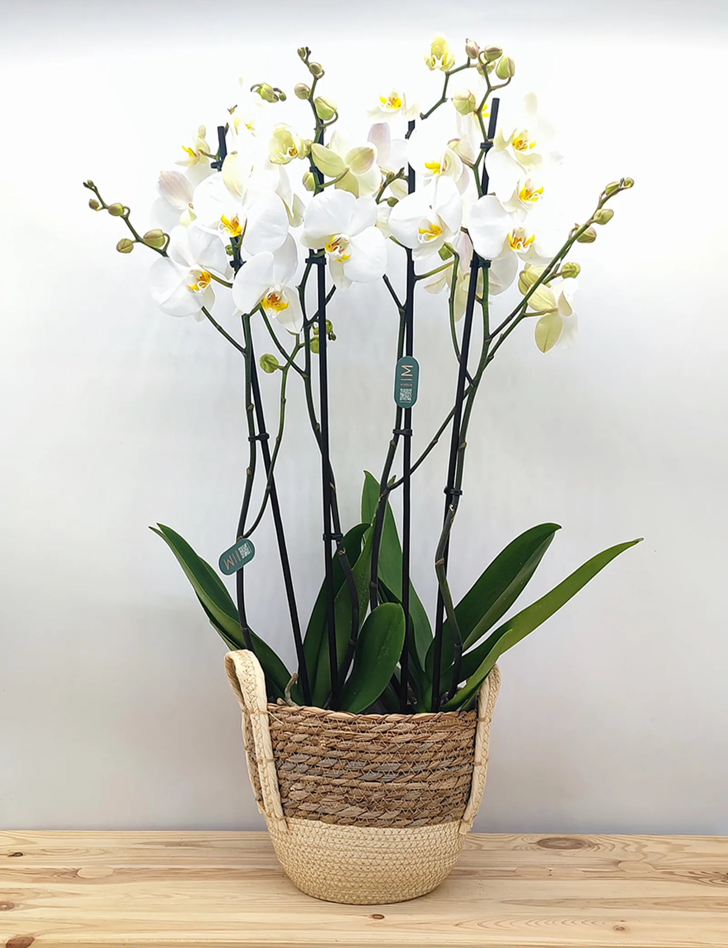 Centro de Orquídea en cesta de mimbre