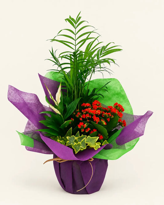 XPLANT | 4 Plantas