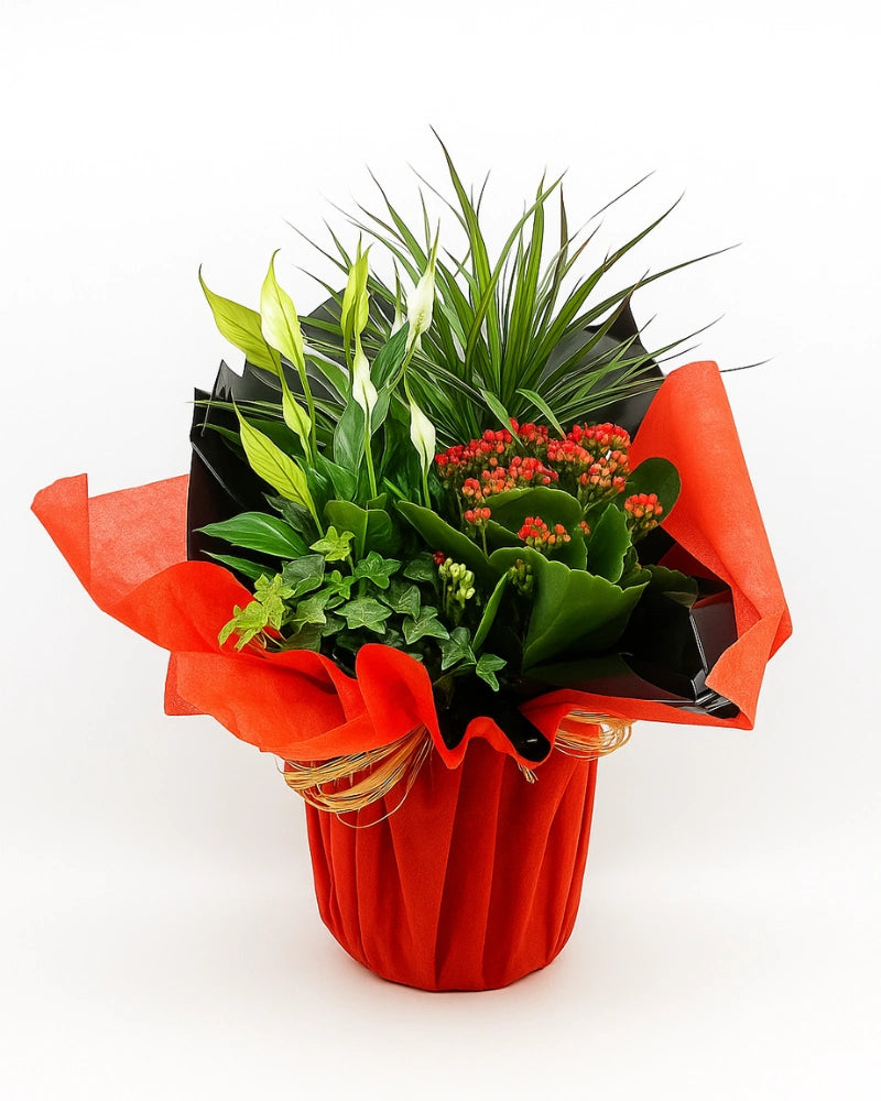 Xplant