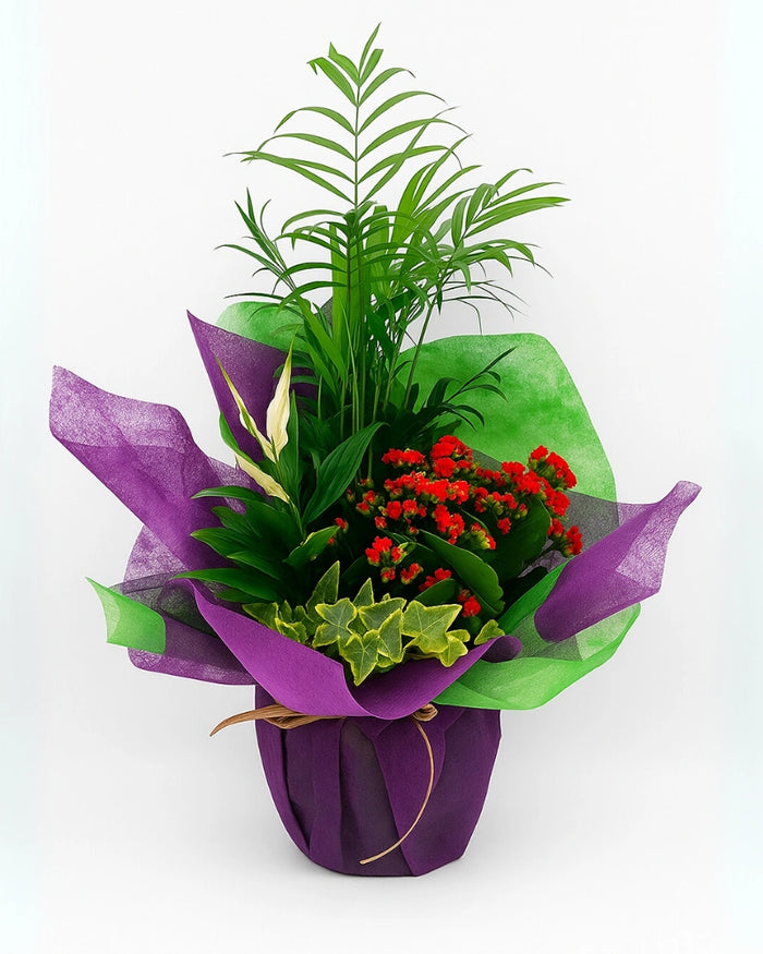 XPLANT | 4 Plantas