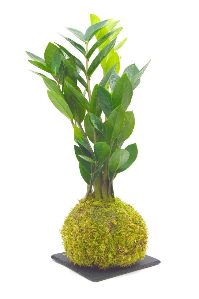 Zamioculca Kokedama