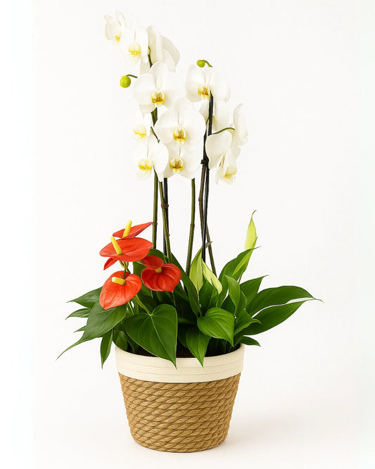 Arreglo Zenica con orquídeas blancas y anturios rojos en maceta rústica – Flores La Paz Madrid