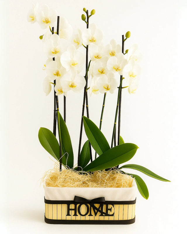 ALHENA | Regalo nueva casa con orquídeas blancas – Orquídea a domicilio en Madrid
