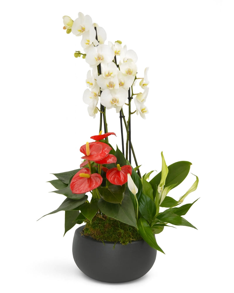 Orquídea blanca con anturios rojos y spathiphyllum en maceta gris