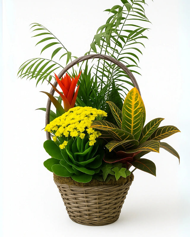 Cesta de plantas L - Regalo para recién nacido con entrega en Hospital La Paz