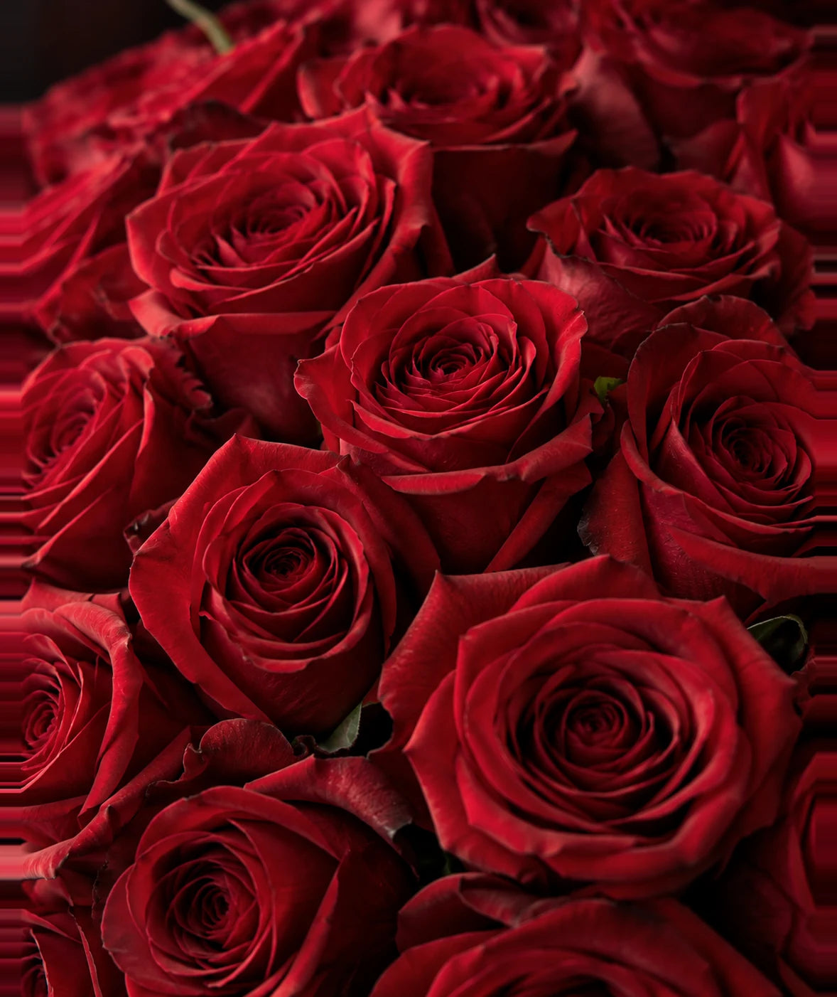Detalle de las rosas rojas abiertas del ramo grande de Flores La Paz
