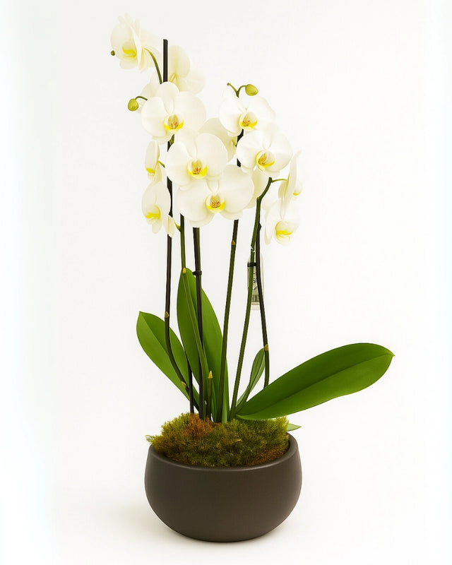 ÉLEA | – Orquídea a domicilio en Madrid