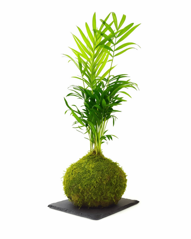 Kokedama Chamadorea mini