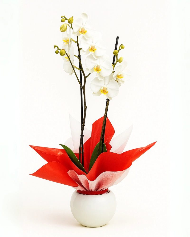 Orquídea blanca de 2 varas con maceta decorativa – Flores La Paz