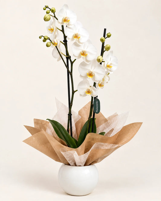 Orquídea blanca de 2 varas con maceta decorativa – Flores La Paz