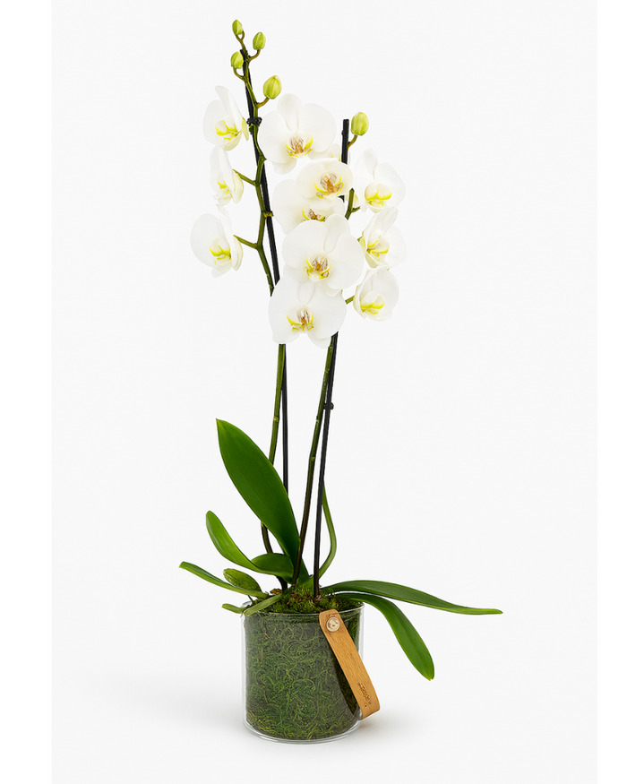 Orquídea blanca Phalaenopsis con base de cristal y musgo natural – modelo KORA