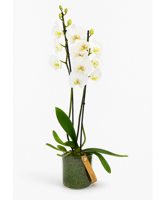 KORA | Orquídea blanca Phalaenopsis en base de musgo