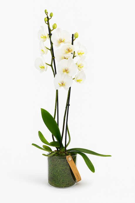Orquídea blanca Phalaenopsis con base de cristal y musgo natural – modelo KORA