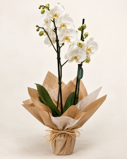 Orquídea blanca en papel Kraft para enviar en Madrid