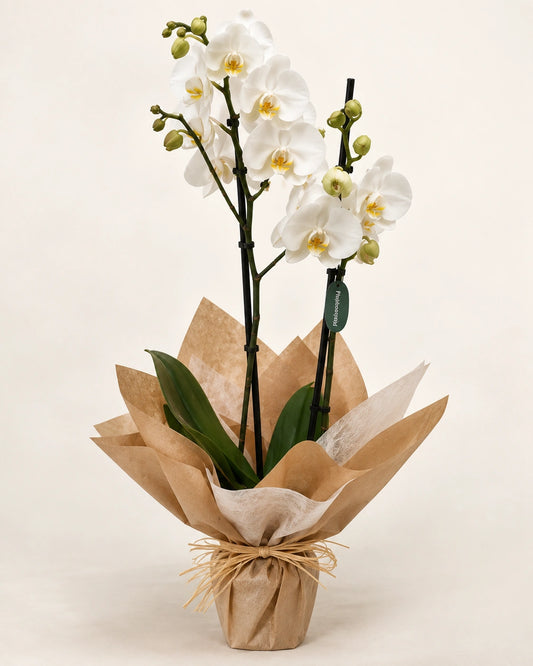 Orquídea blanca en papel Kraft para enviar en Madrid