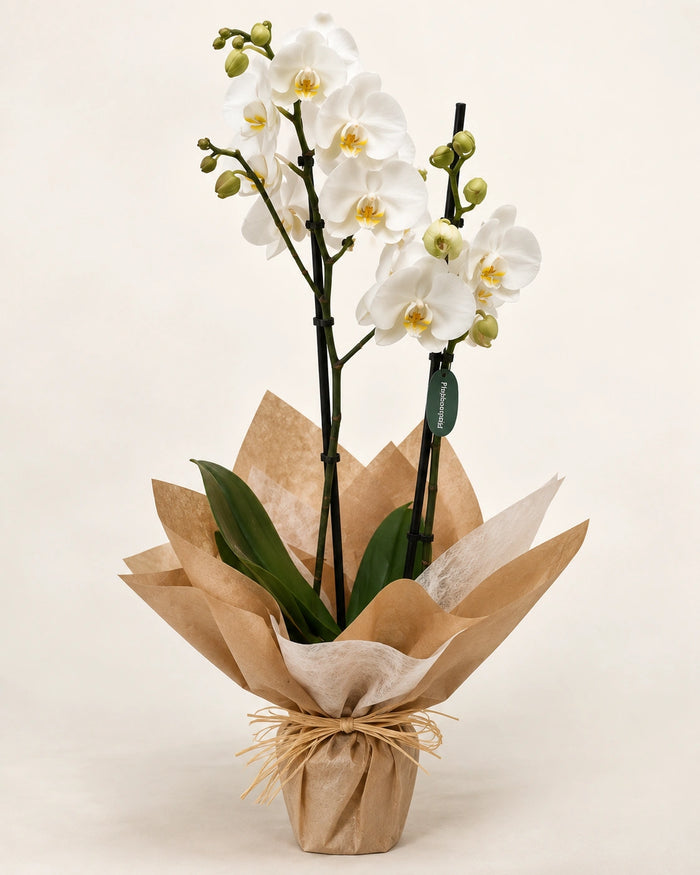 Orquídea blanca en papel Kraft para enviar en Madrid