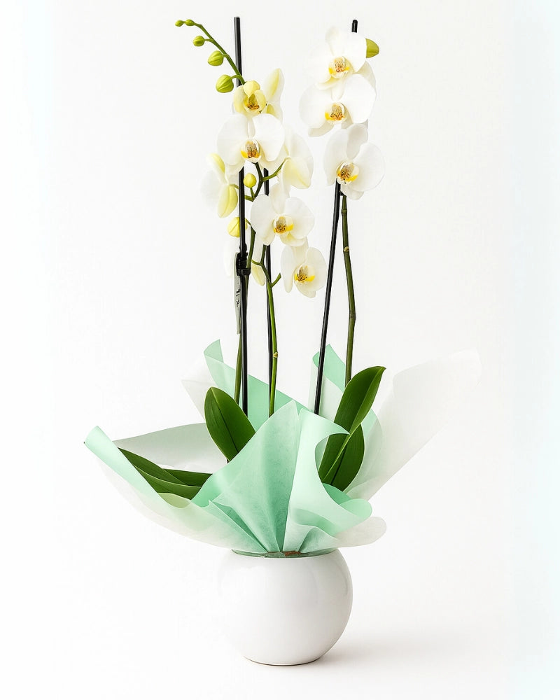Orquídea blanca premium de 3 varas con envoltorio elegante. Flores La Paz Madrid

