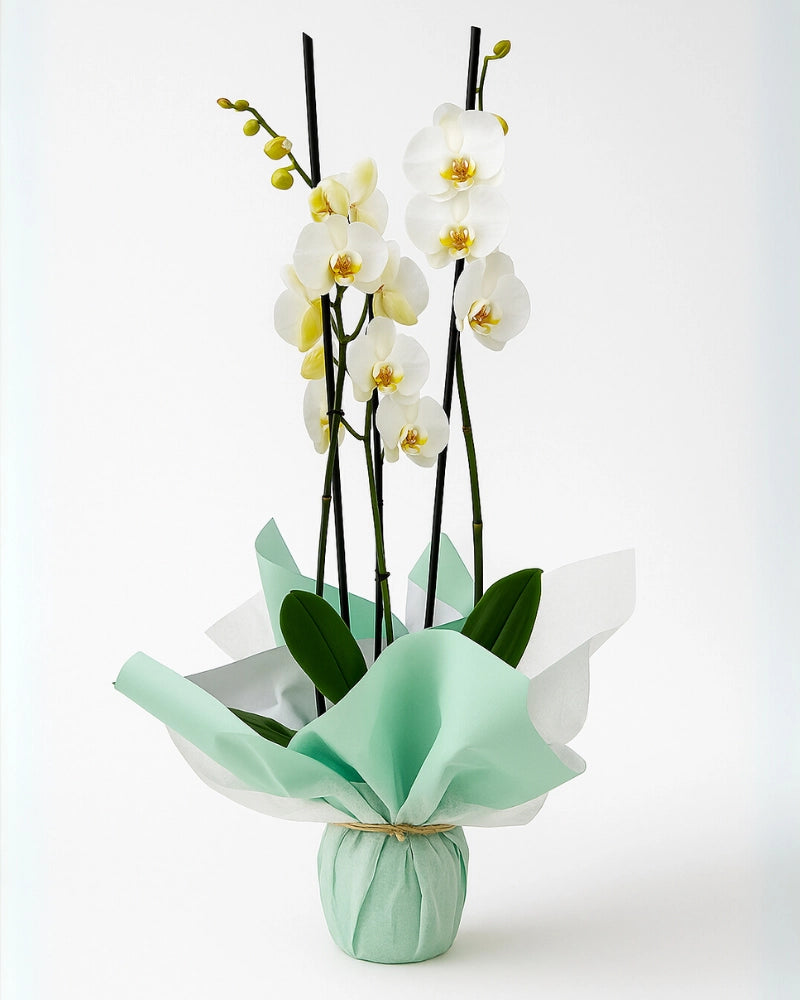 Detalle de la flor de orquídea blanca premium en presentación de lujo