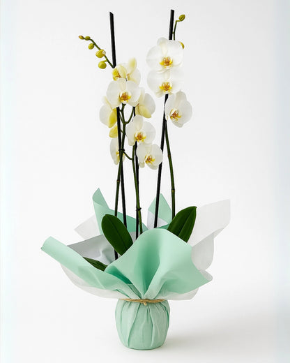 Detalle de la flor de orquídea blanca premium en presentación de lujo
