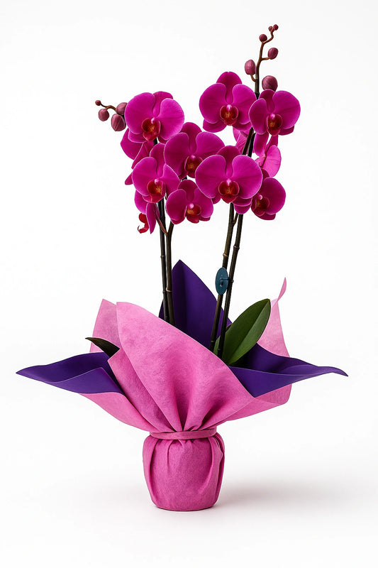 Orquídea Phalaenopsis morada de 2 varas presentada para entrega a domicilio en Madrid