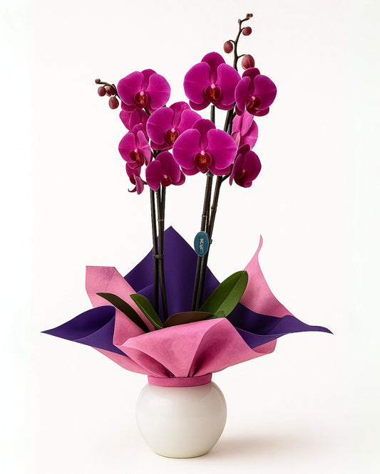 Orquídea morada de 2 varas con papel decorativo, presentación de regalo Flores La Paz