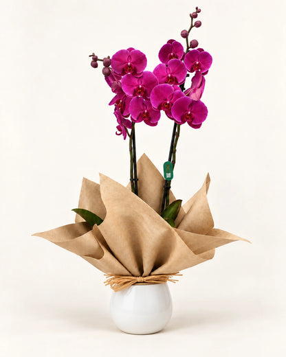 Orquídea Phalaenopsis morada de 2 varas para entrega a domicilio en Madrid