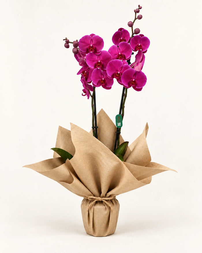 ORQUÍDEA MORADA | Phalaenopsis
