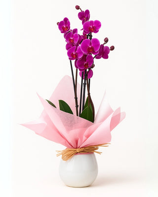 Orquídea Morada PREMIUM