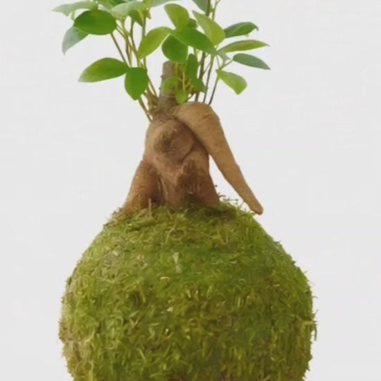 kokedama ficus ginseng