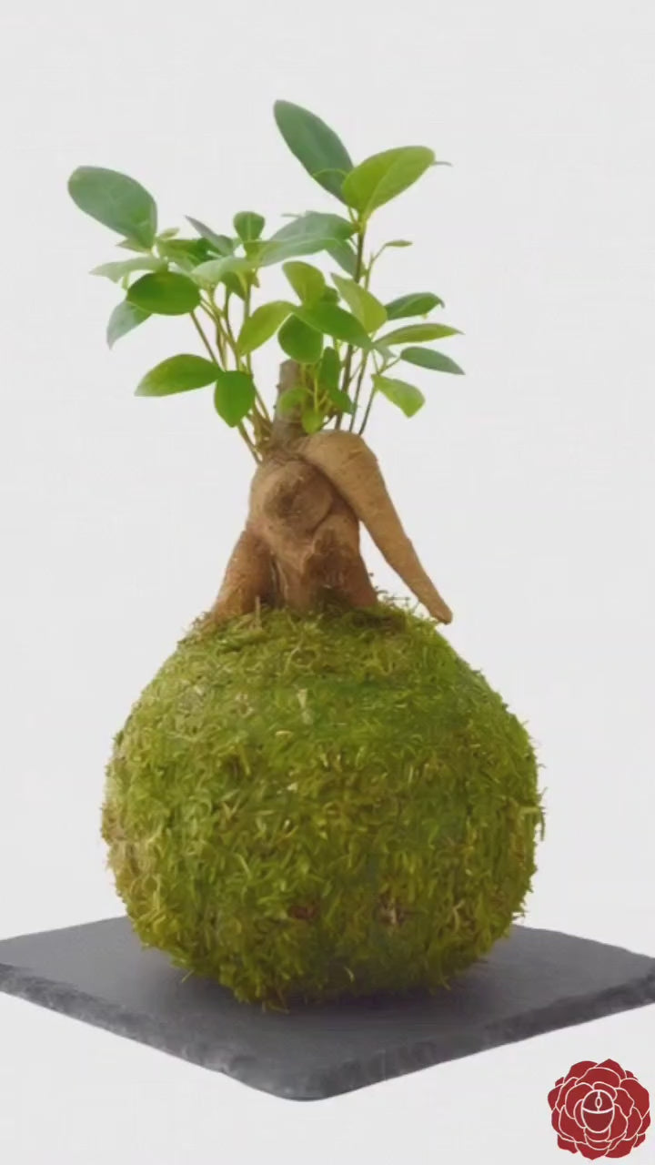 kokedama ficus ginseng
