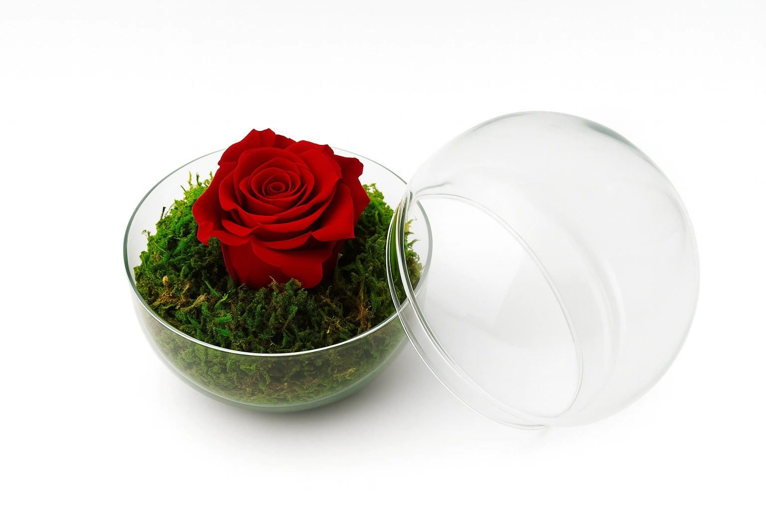 Rosa eterna roja en cúpula transparente sobre base de musgo natural, presentada por Flores La Paz en Madrid. Ideal para regalar amor duradero y sin mantenimiento.