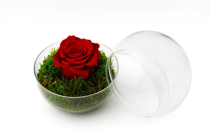 Rosa eterna roja en cúpula transparente sobre base de musgo natural, presentada por Flores La Paz en Madrid. Ideal para regalar amor duradero y sin mantenimiento.