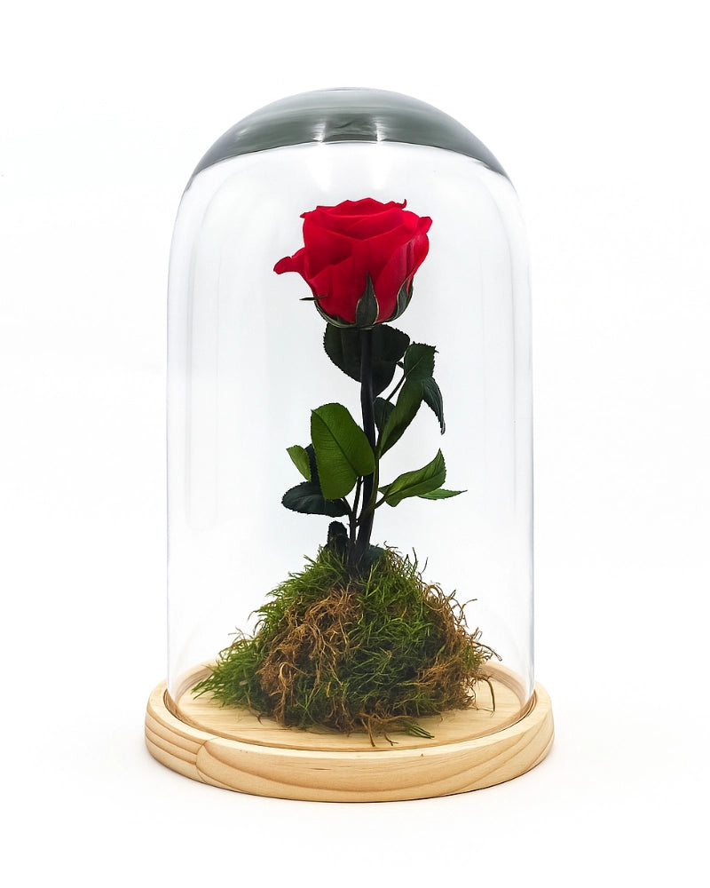 Rosa eterna roja preservada en urna de cristal con base - Regalo romántico duradero en Madrid