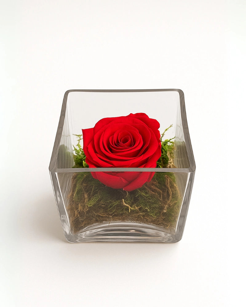 rosa eterna en cubo de cristal con musgo liofilizado