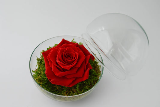 Rosa roja liofilizada en esfera de cristal con musgo, vista frontal – diseño ROSÉLITH de Flores La Paz