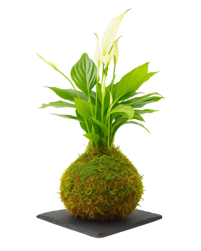 Spathiphyllum Kokedama